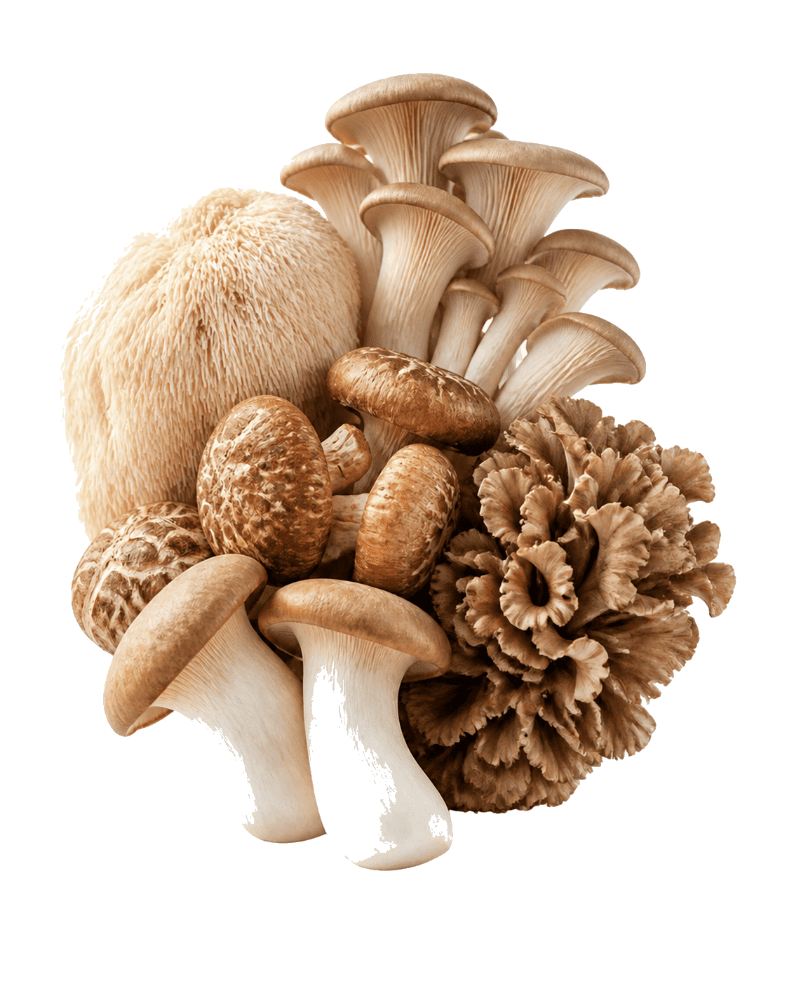 Lion's mane, shiitake, oyster, maitake, and king trumpet mushrooms