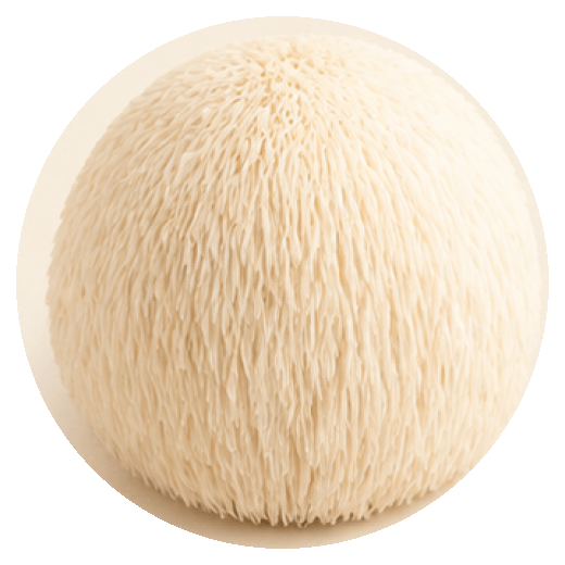 Lion's mane mushroom