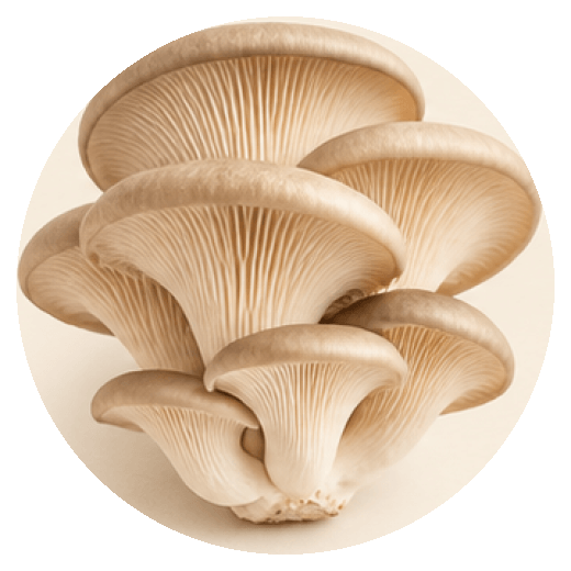 Oyster mushrooms