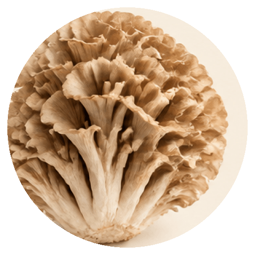 Maitake mushroom
