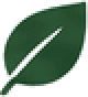 Leaf icon