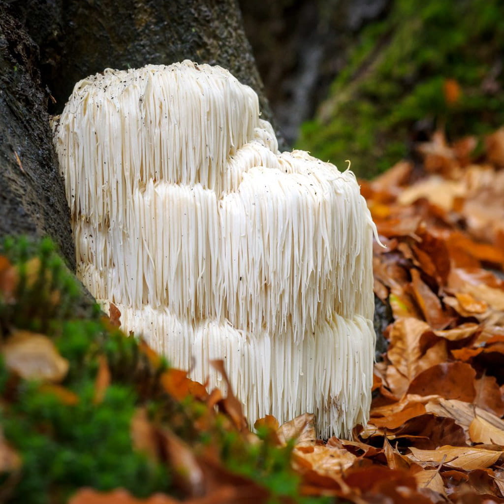 Lion's Mane